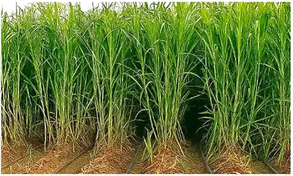 Napier Grass used as feedstock for BioCNG production
